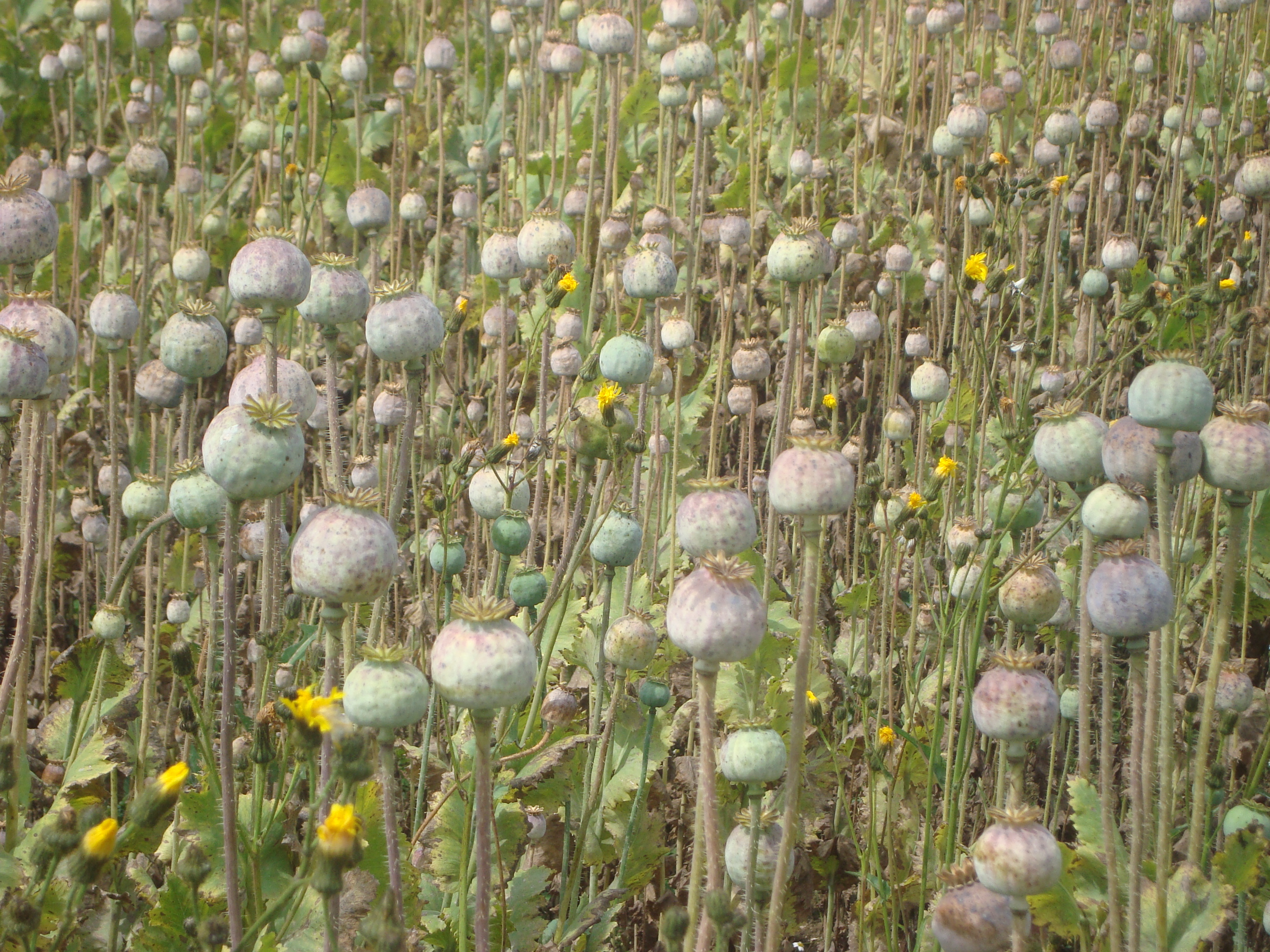 Friedersbach Feld Mohnkapseln.jpg